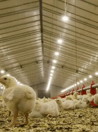 3.1.1. Animal Lighting - Poultry BroilerT3_Low broiler cost_141x190_crop_and_resize_to_fit_478b24840a